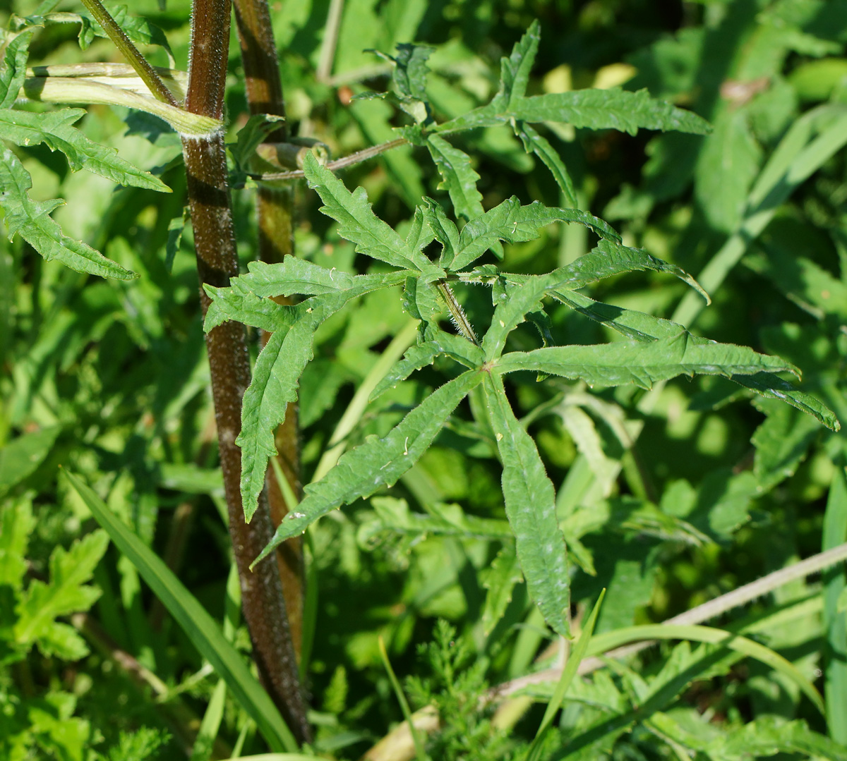 Image of Heracleum sibiricum specimen.