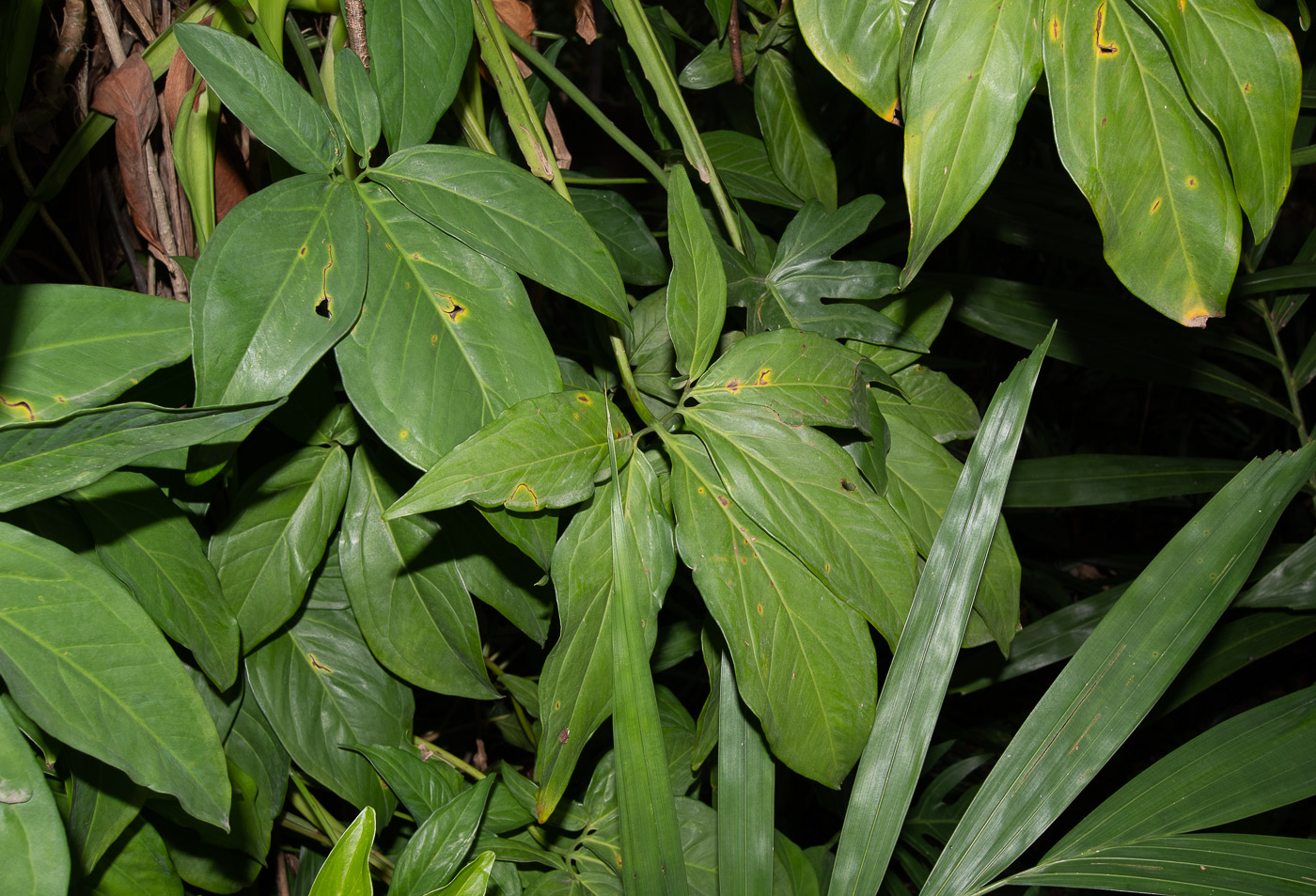 Image of Syngonium podophyllum specimen.