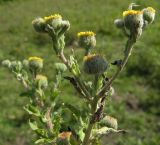 Pulicaria vulgaris. Верхушка цветущего растения. Курская обл., Беловский р-н, р. Псёл. 31 июля 2010 г.