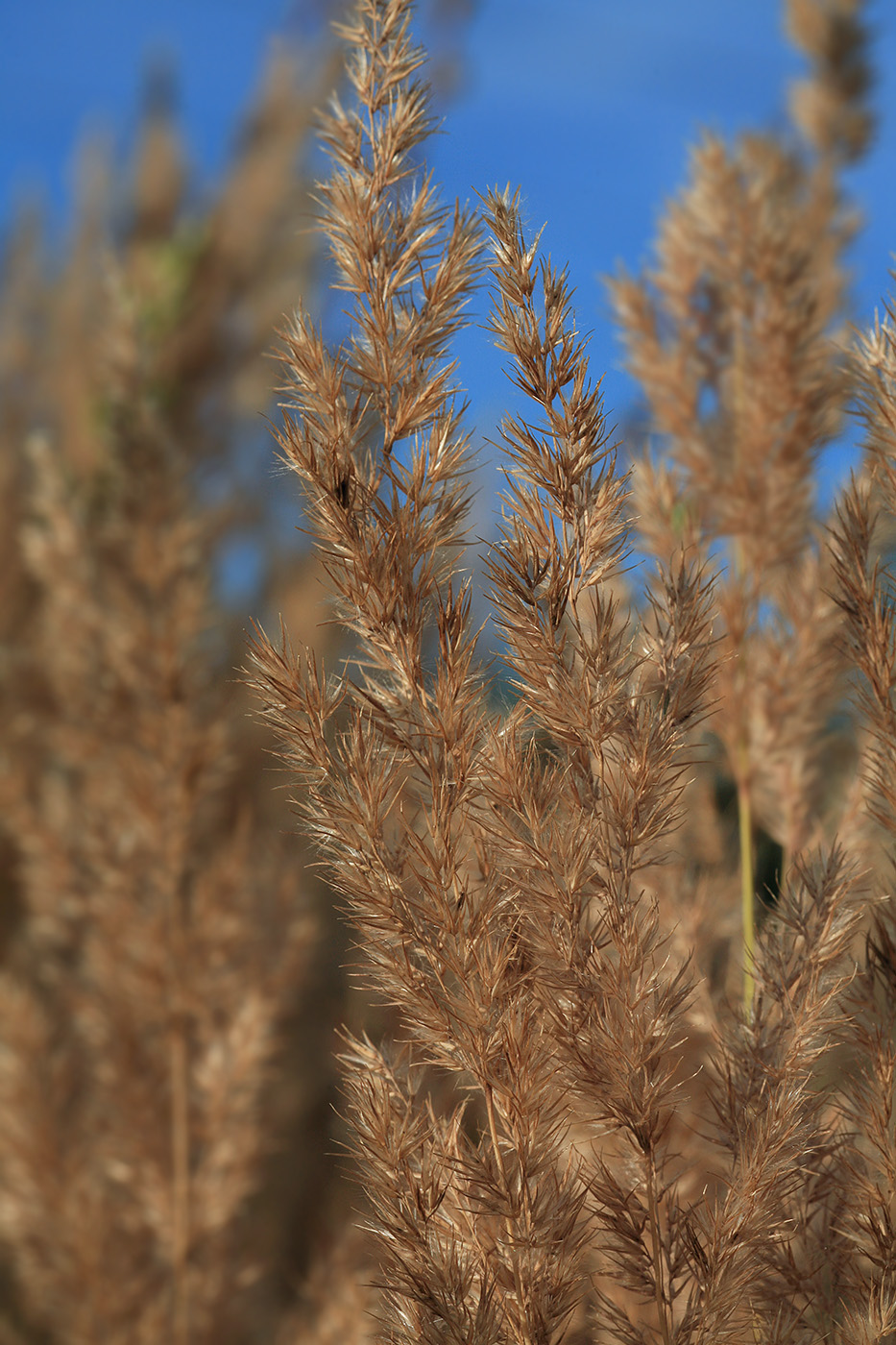 Изображение особи Calamagrostis epigeios.