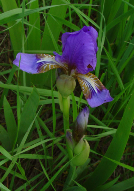 Image of Iris alberti specimen.