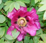 Paeonia suffruticosa