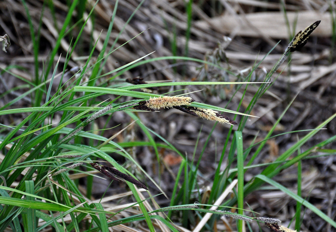 Image of genus Carex specimen.