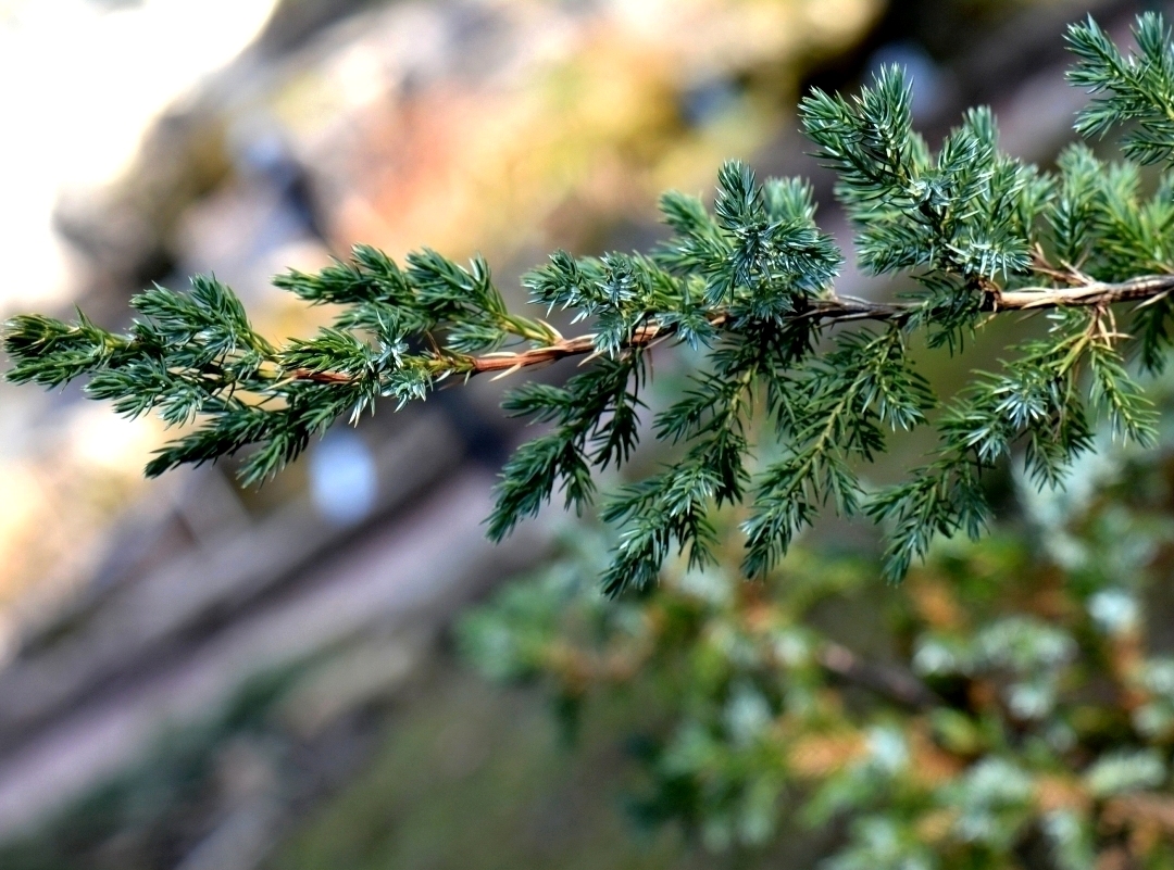 Изображение особи Juniperus squamata.