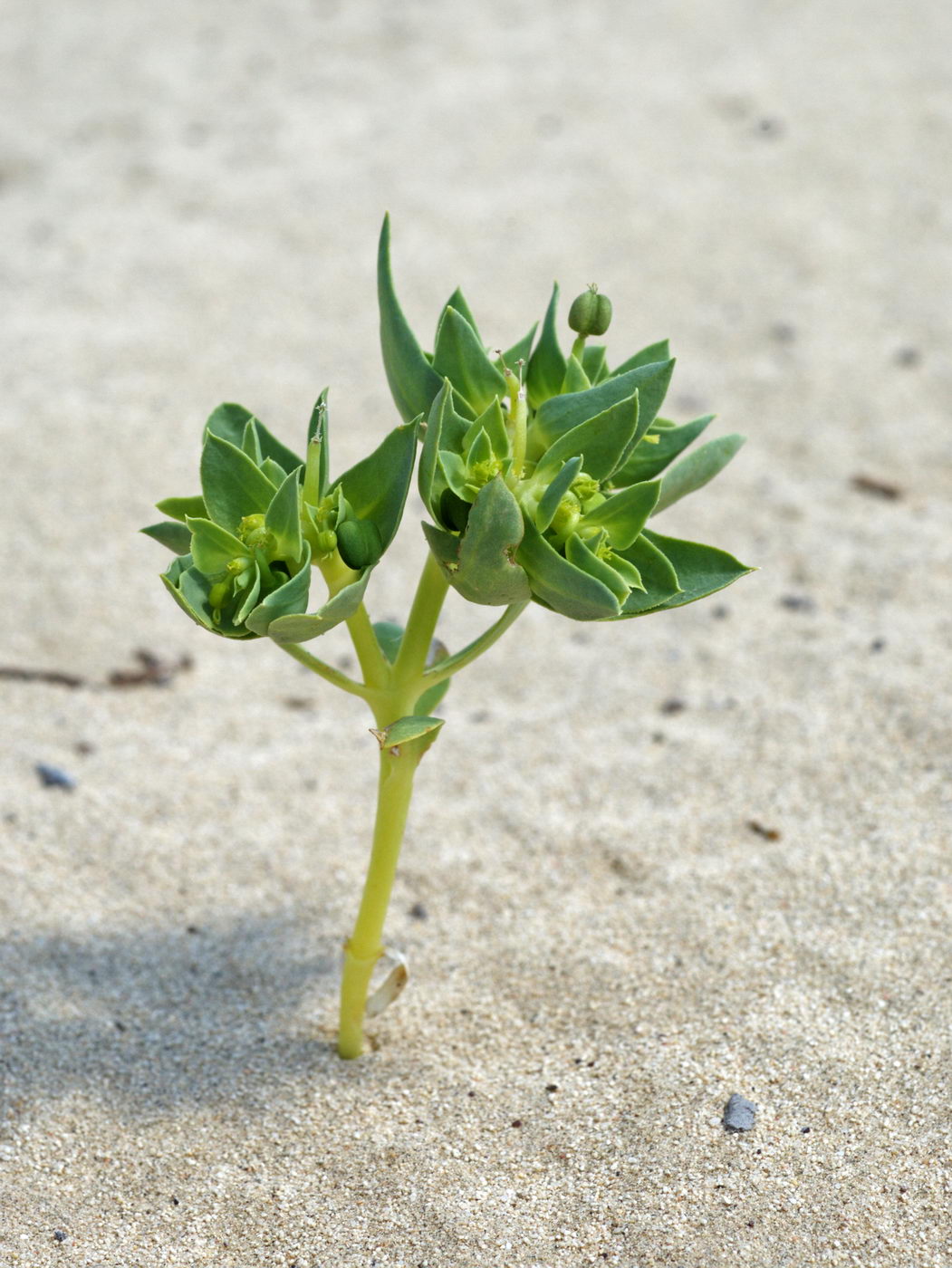 Изображение особи Euphorbia turczaninowii.