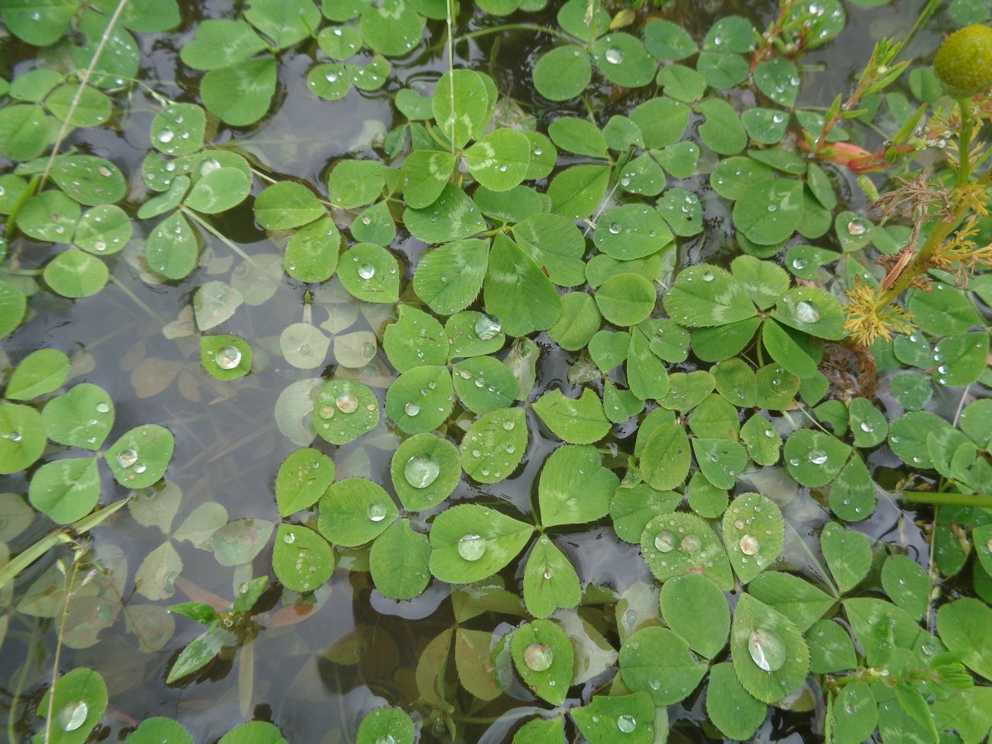 Изображение особи Trifolium repens.