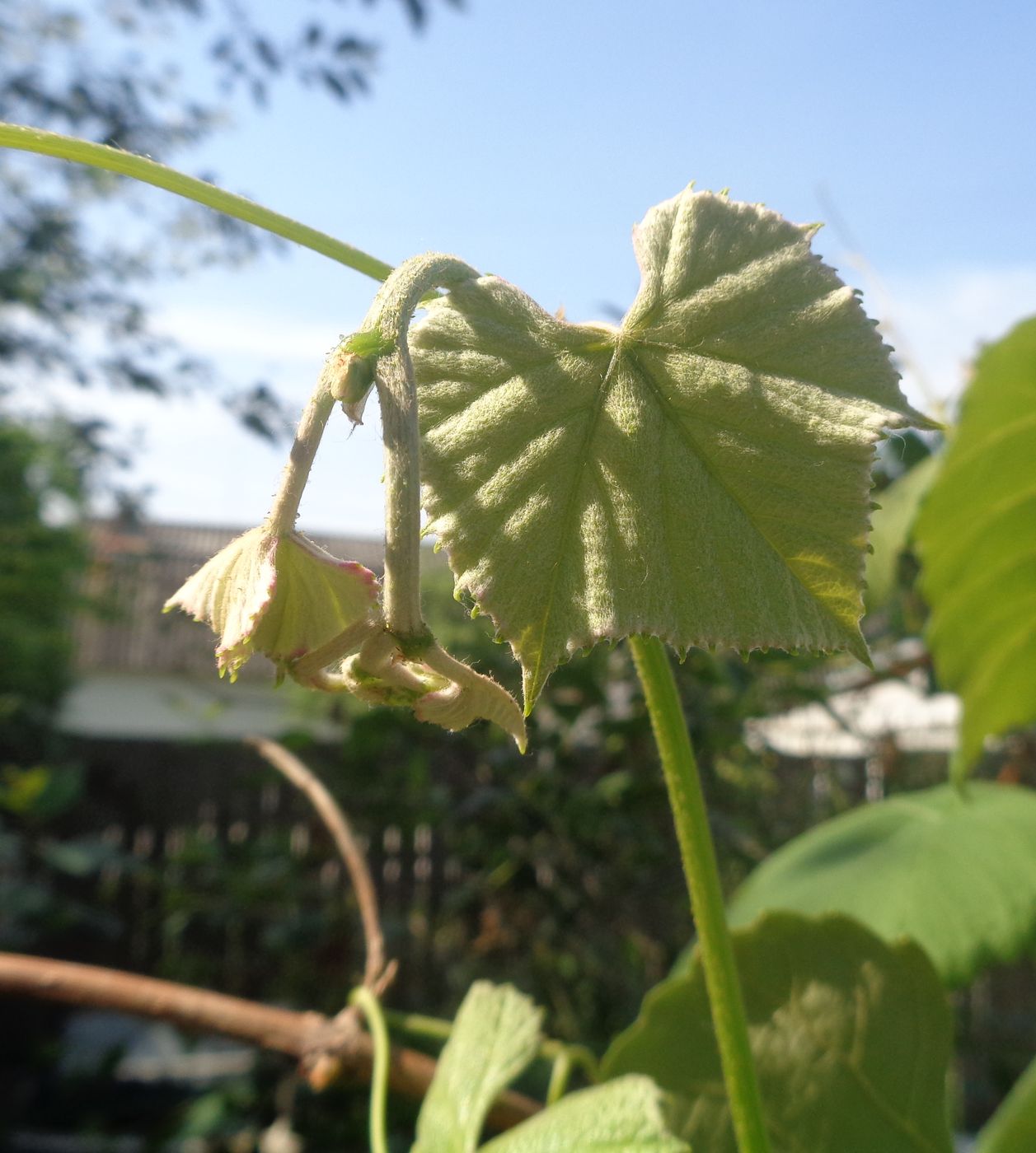 Image of genus Vitis specimen.