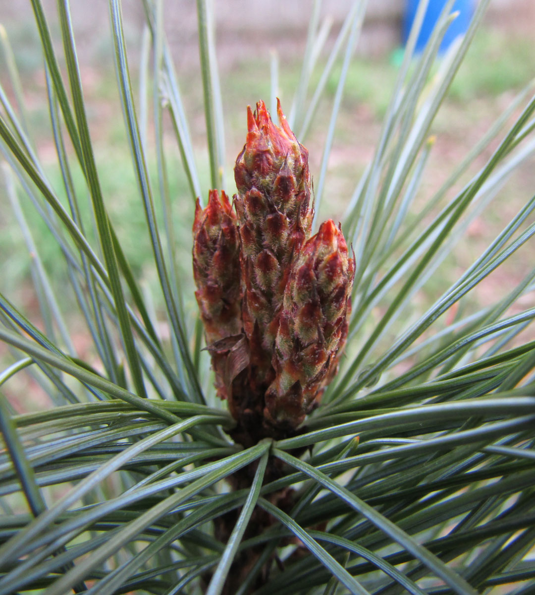 Image of Pinus pumila specimen.