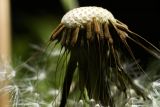 genus Taraxacum