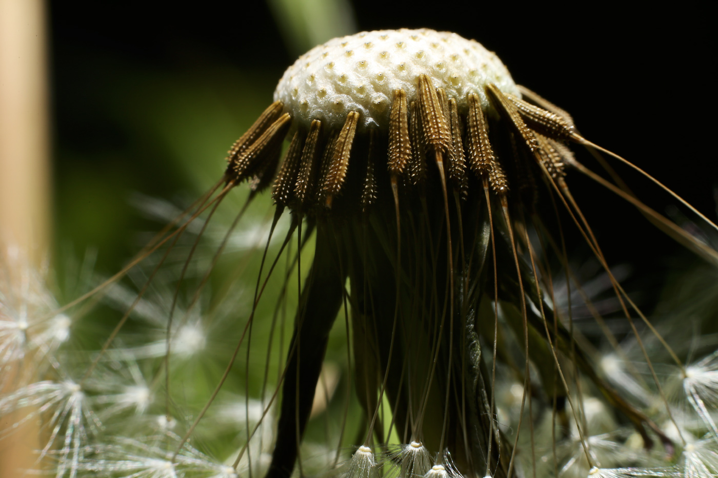 Изображение особи род Taraxacum.