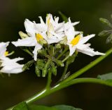 Solanum caricaefolium. Соцветие с бутонами и цветками. Перу, г. Лима, ботанический сад лекарственных растений Министерства здравоохранения. 09.10.2019.