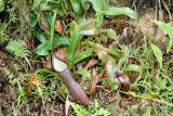 Nepenthes ramispina