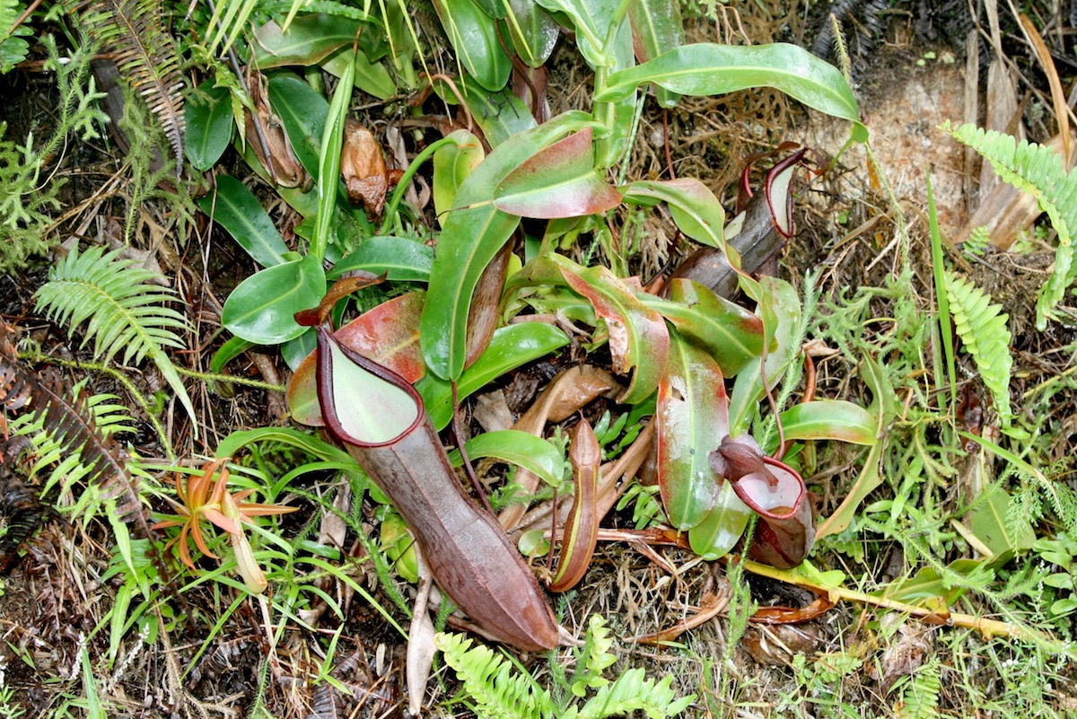 Изображение особи Nepenthes ramispina.