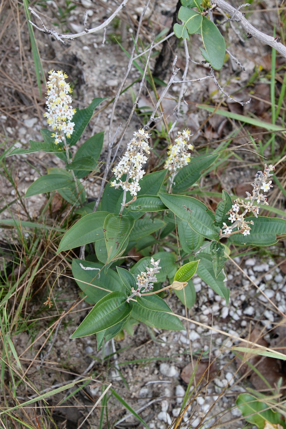 Изображение особи Miconia fallax.