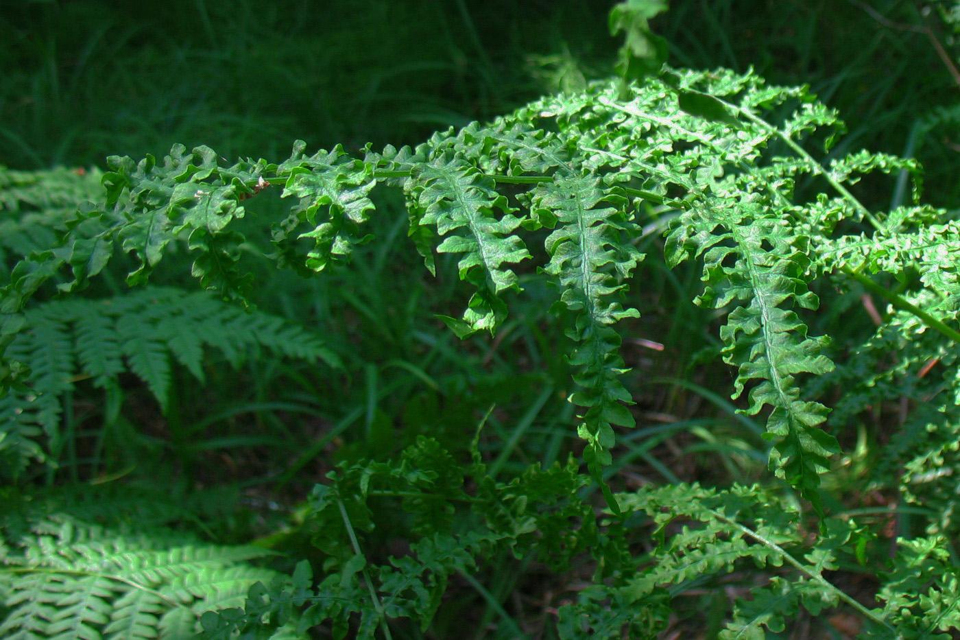 Изображение особи Pteridium pinetorum.