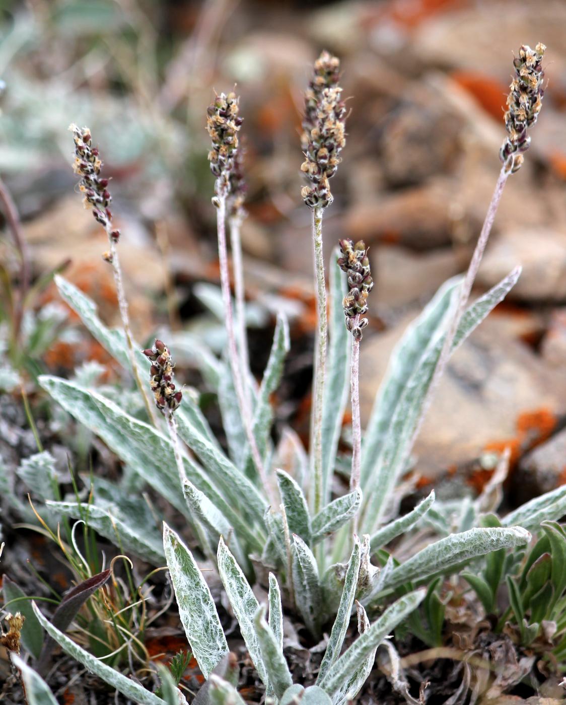 Изображение особи Plantago arachnoidea.