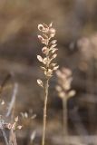 Alyssum turkestanicum разновидность desertorum. Высохший побег с соплодием. Пустыня Кызылкум. 03.05.2010.