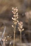 Alyssum turkestanicum var. desertorum