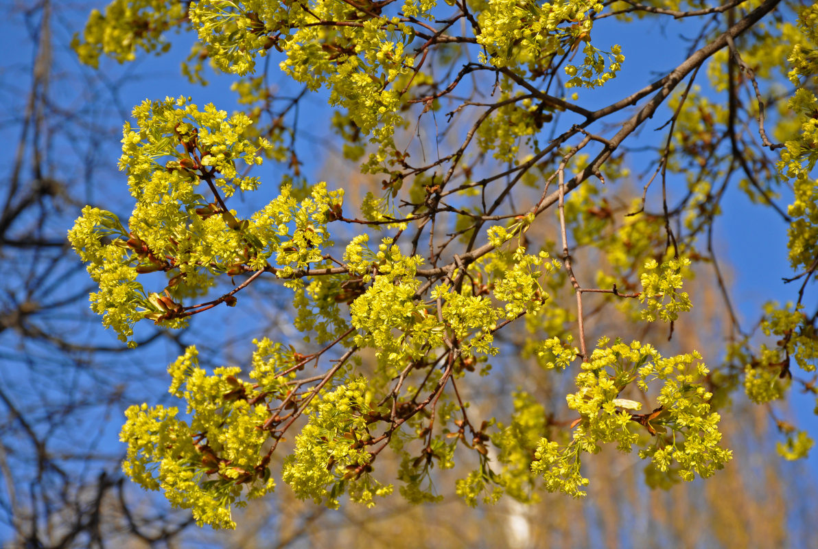 Image of Acer platanoides specimen.