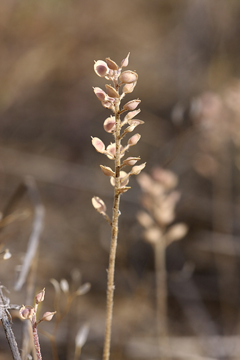 Image of Alyssum turkestanicum var. desertorum specimen.