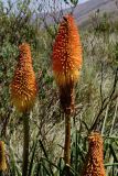 Kniphofia uvaria