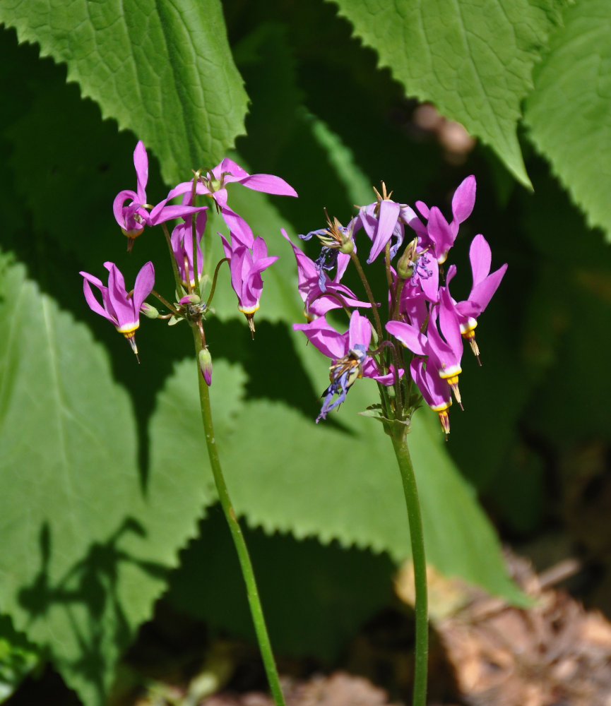 Image of Dodecatheon meadia specimen.