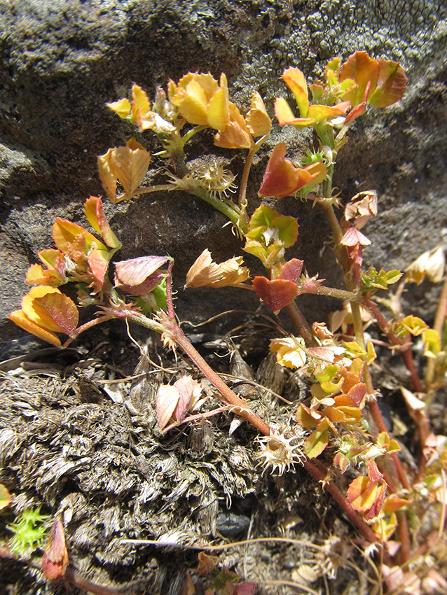 Image of Medicago praecox specimen.