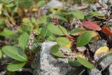 Salix reticulata. Верхушки побегов плодоносящего растения. Мурманская обл., Кировский р-н, Хибины, перевал Кукисвумчорр, каменистая россыпь у берега оз. Длинное. 29.08.2020.