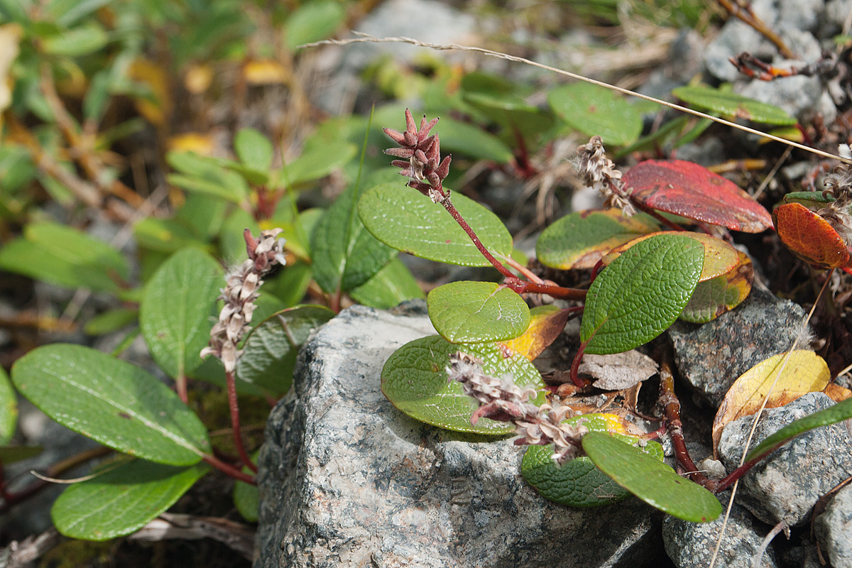 Image of Salix reticulata specimen.