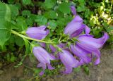 Campanula latifolia. Соцветие в каплях дождя. Московская обл., Талдомский р-н, смешанный лес, возле лесной дороги. 05.07.2020.