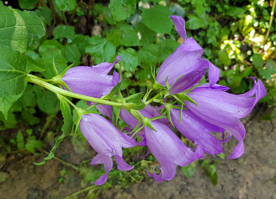 Image of Campanula latifolia specimen.