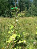 Arctium lappa