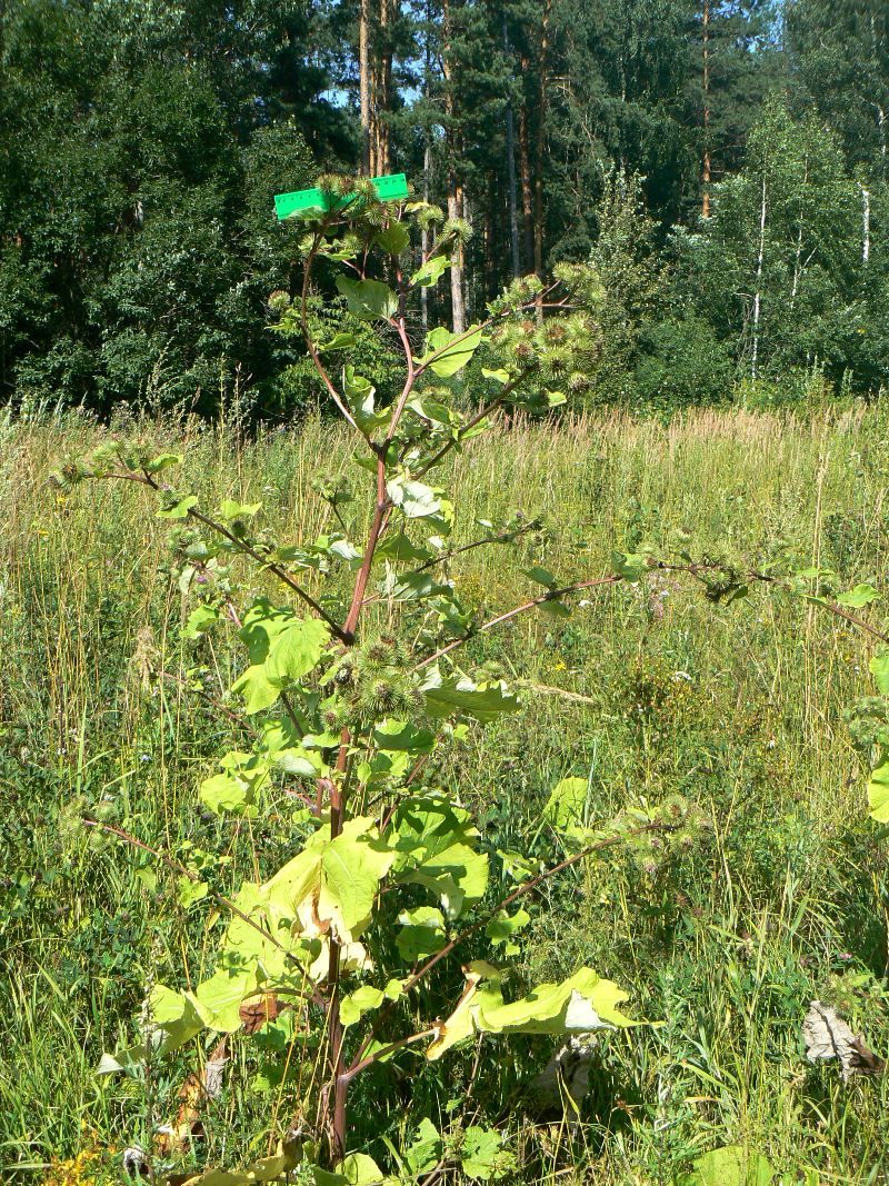 Изображение особи Arctium lappa.