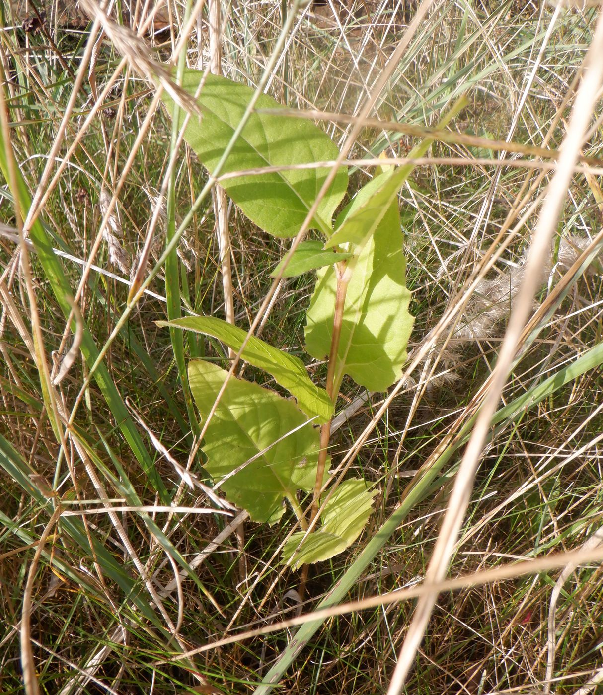 Изображение особи Silphium perfoliatum.