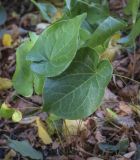 genus Epimedium