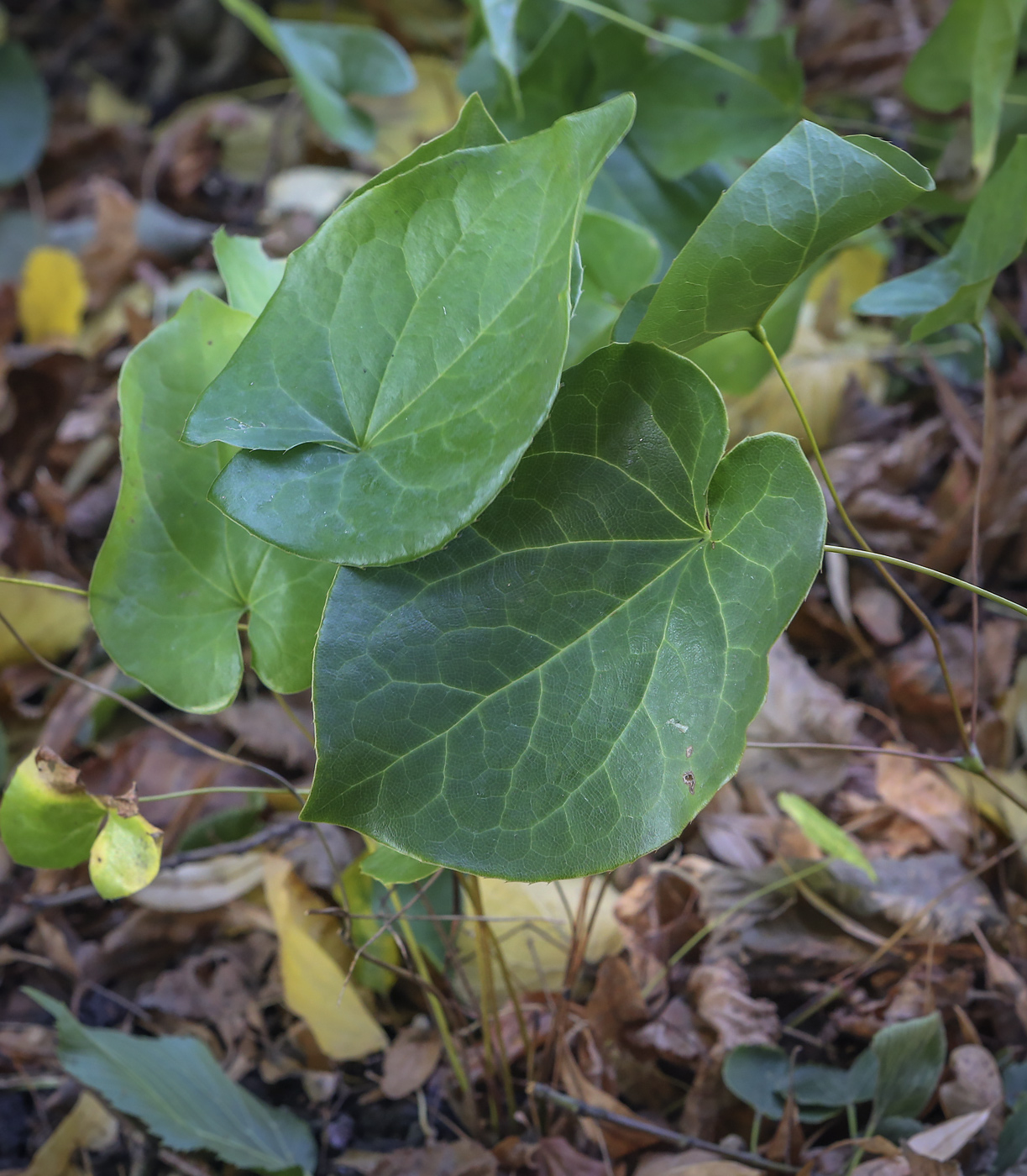 Изображение особи род Epimedium.