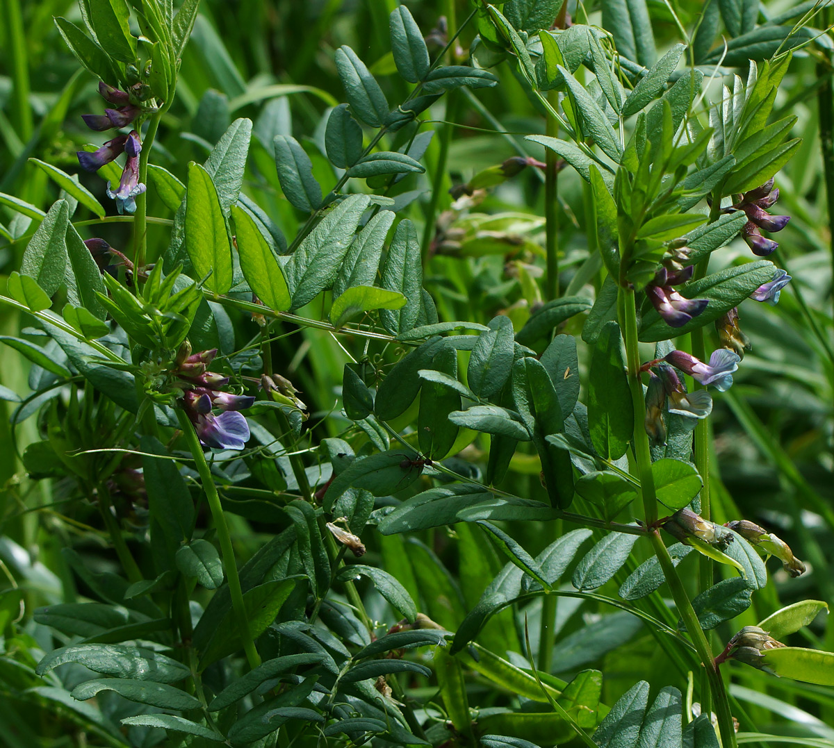 Image of Vicia sepium specimen.