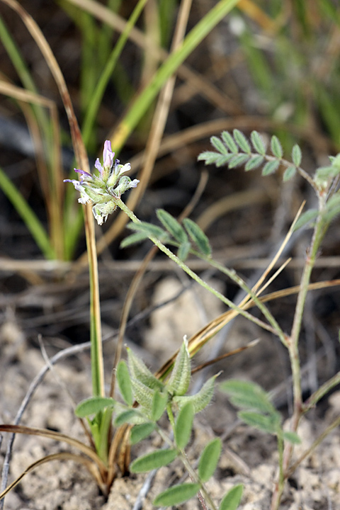 Image of Astragalus filicaulis specimen.