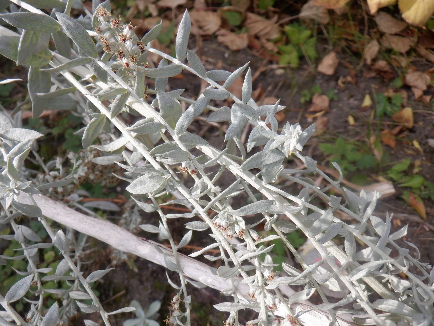 Image of Artemisia ludoviciana specimen.
