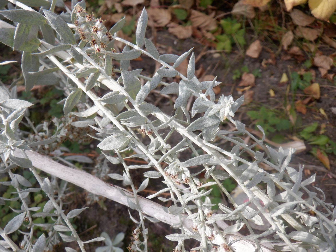 Изображение особи Artemisia ludoviciana.