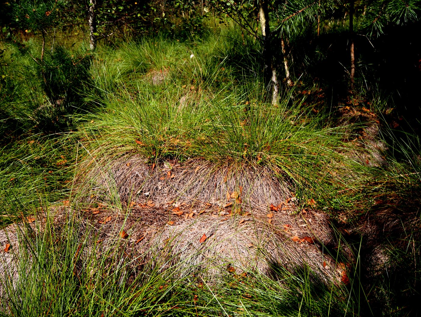 Image of Eriophorum vaginatum specimen.
