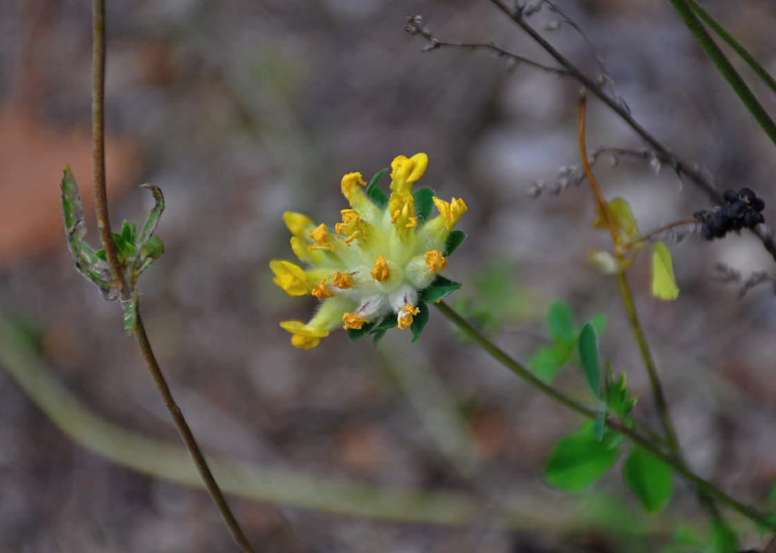Image of Anthyllis vulneraria specimen.