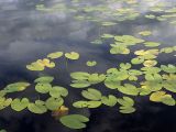 Nuphar lutea. Вегетирующие растения с листьями, приобретающими осеннюю окраску. Архангельская обл., Устьянский р-н, окр. дер. Акичкин Починок и с. Бестужево, оз. Светик, в воде у берега. 15.08.2006.
