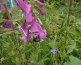 Digitalis purpurea