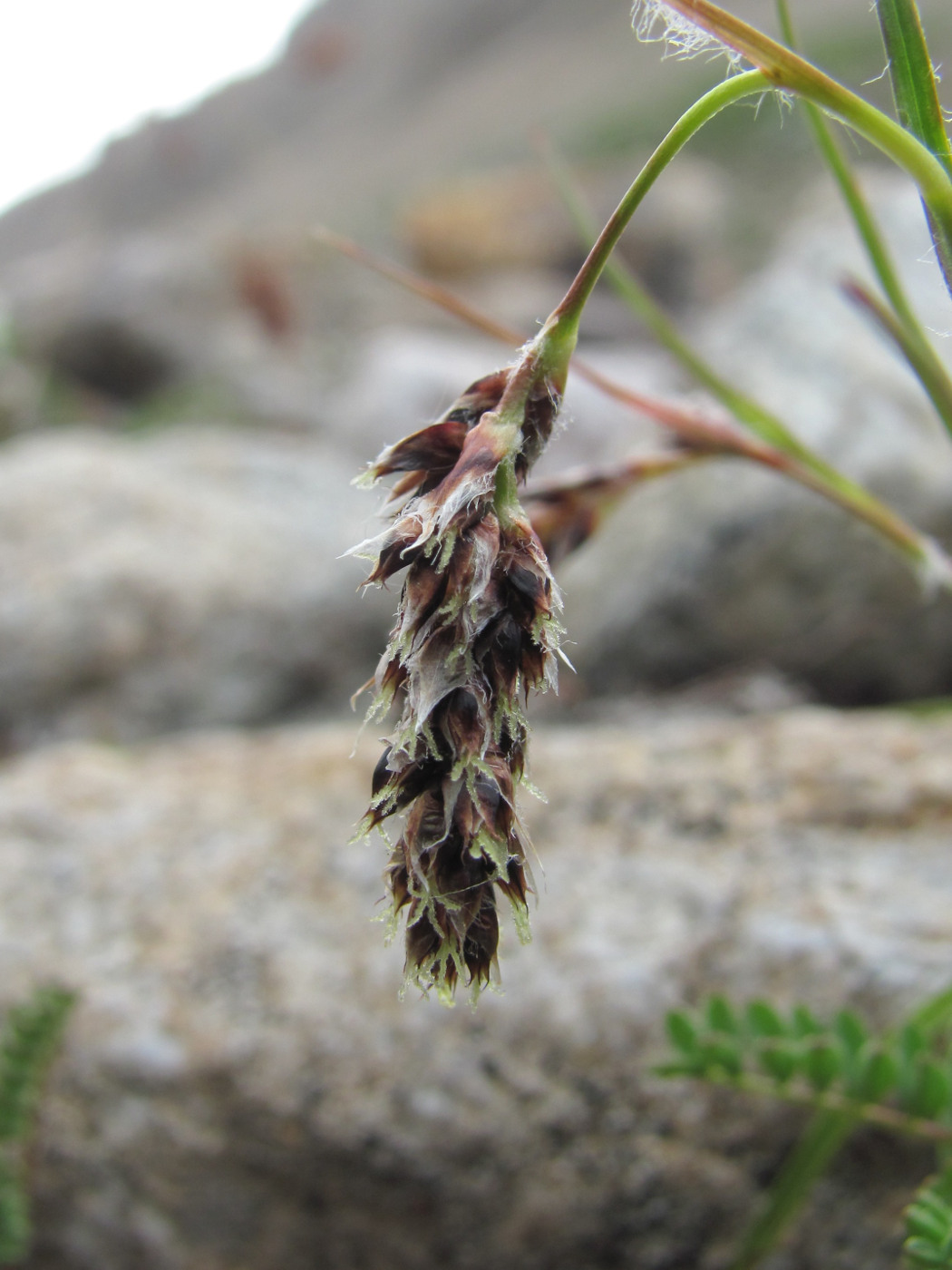 Изображение особи Luzula spicata.