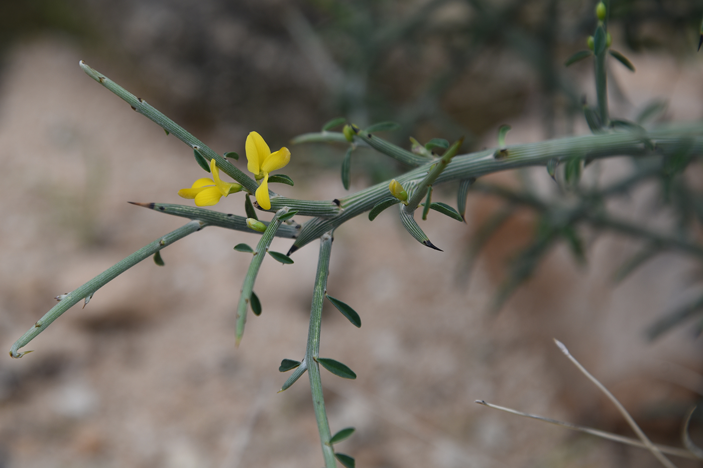 Image of Genista fasselata specimen.