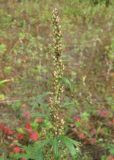 Artemisia opulenta. Верхушка побега с соплодиями. Камчатский край, Елизовский район, природный парк \"Вулканы Камчатки\", окр. кордона \"Седловинский\", луг в долине р. Седловинка. 11.09.2010.