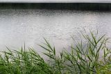 Phragmites australis