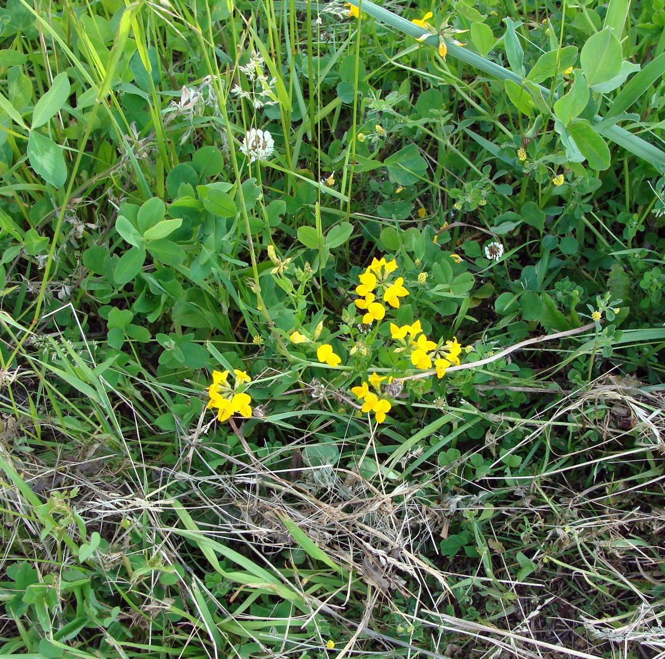 Image of genus Lotus specimen.