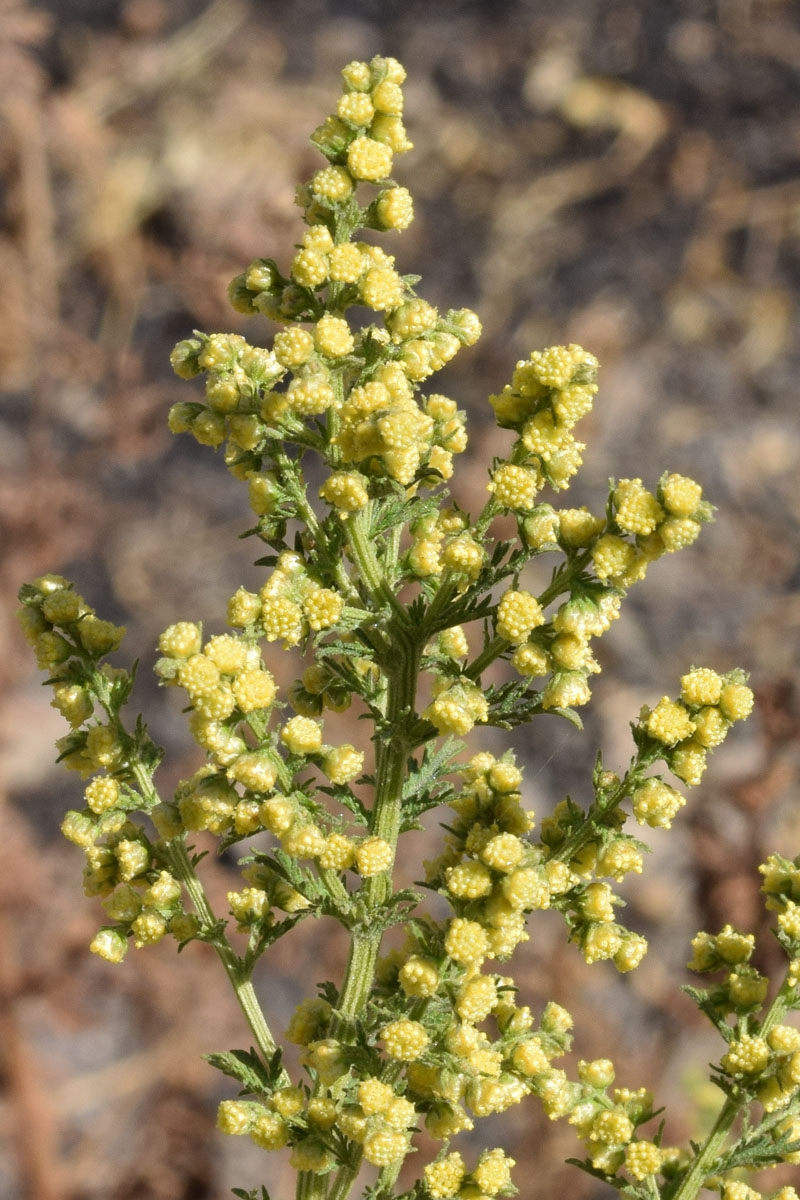 Изображение особи Artemisia annua.